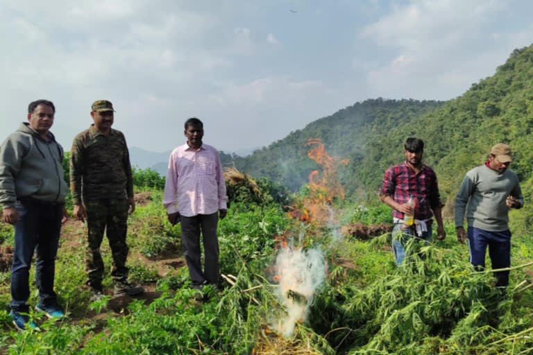 offocers attack on Illegal Cannabis cultivation