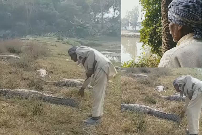 man and crocodile unique friendship in kurukshetra