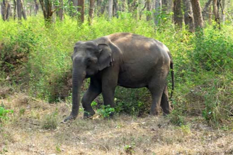 Elephants wandering and spoiling the farms in Srikakulam district