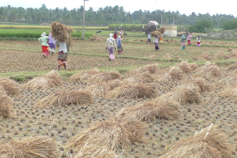 Paddy cultivation speed up in darmapuri