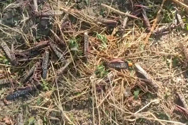 Grasshopper attack in ahor, टिड्डी दल का अटैक जालोर