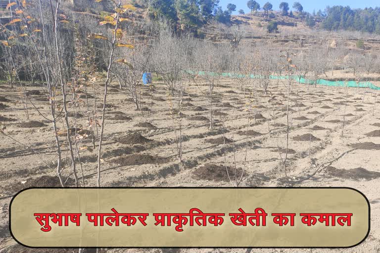 young man doing natural farming in Karsog