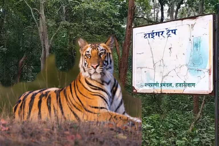 Tiger Trap Hotspots for Tourists in hazaribag