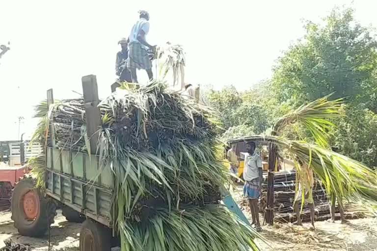 நான்கு வழிச்சாலையால் 100ஏக்கர் செங்கரும்பு சாகுபடி பாதிப்பு