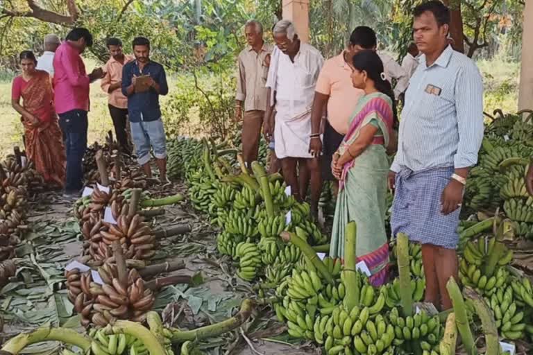 banana auction