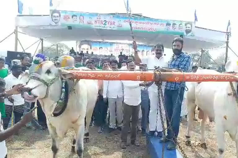 minister kodali nani startes bulls competetions at gudivada krishna district