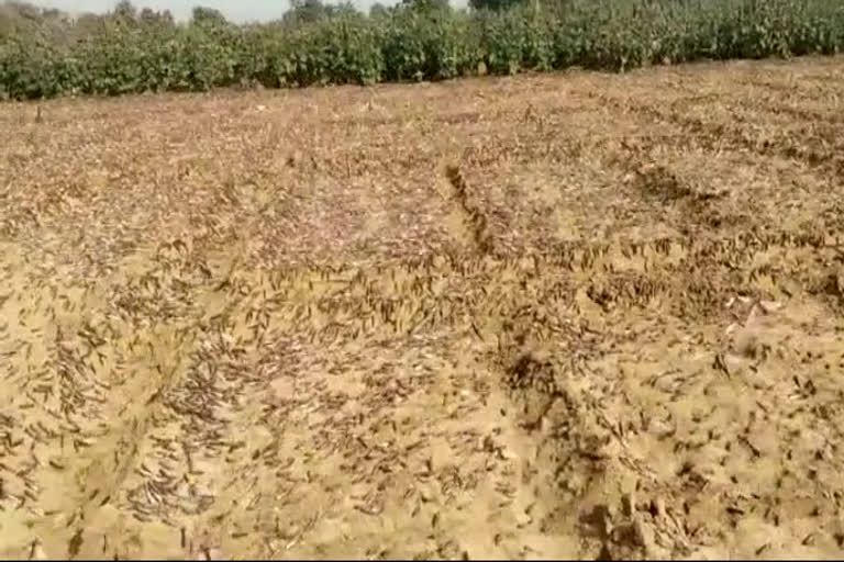 सीमावर्ती इलाकों में टिड्डी, locust attack in border areas