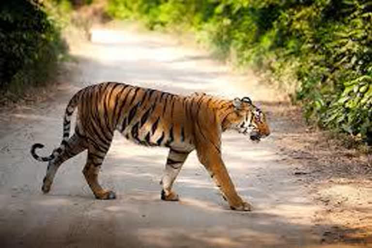 tiger-has-been-hunted-in-chandrapur-district