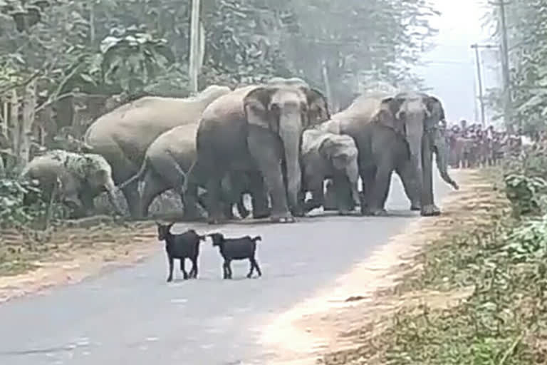 Man elephant conflict