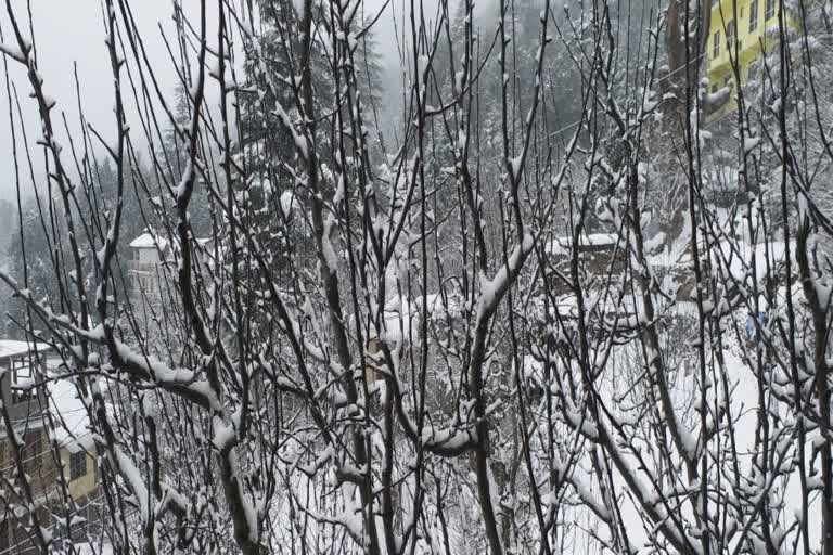 Gardeners facing problem due to snowfall in Kinnaur