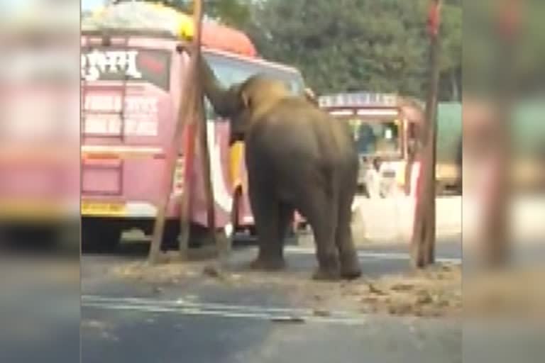 Elephant attack