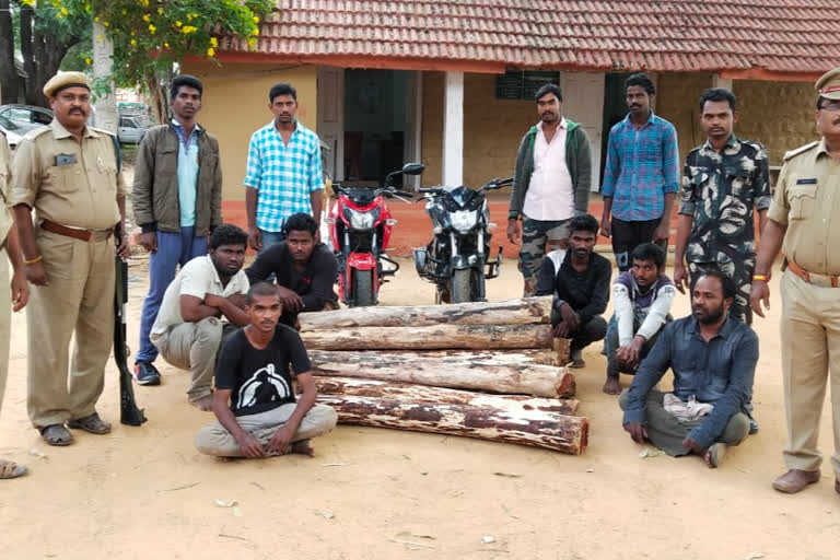 Forest officers arrested the Red Sandalwood smugglers