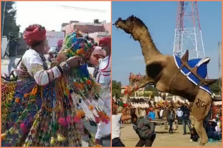 camel