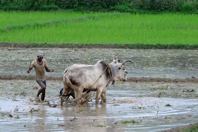 farmers in India