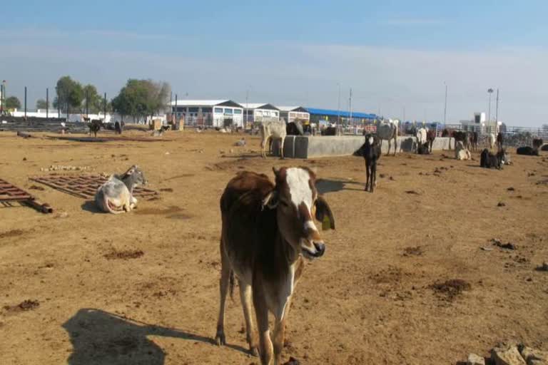 14 cows died from cold in cow sanctuary in hisar