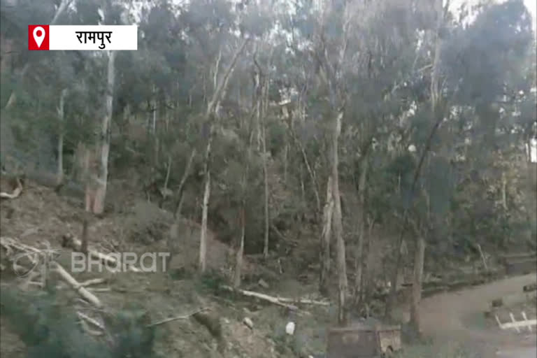 Trees along NH 05 threat to people, NH 05 के किनारे सफेदे के पेड़ लोगों के लिए बने खतरा