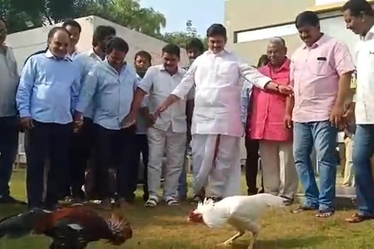 kodipandalu in mp raghuramakrishnamraju at bheemavaram.