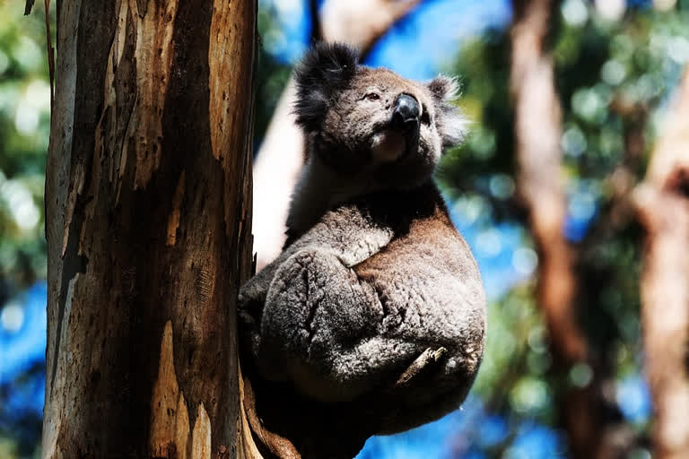 Australia wildfire