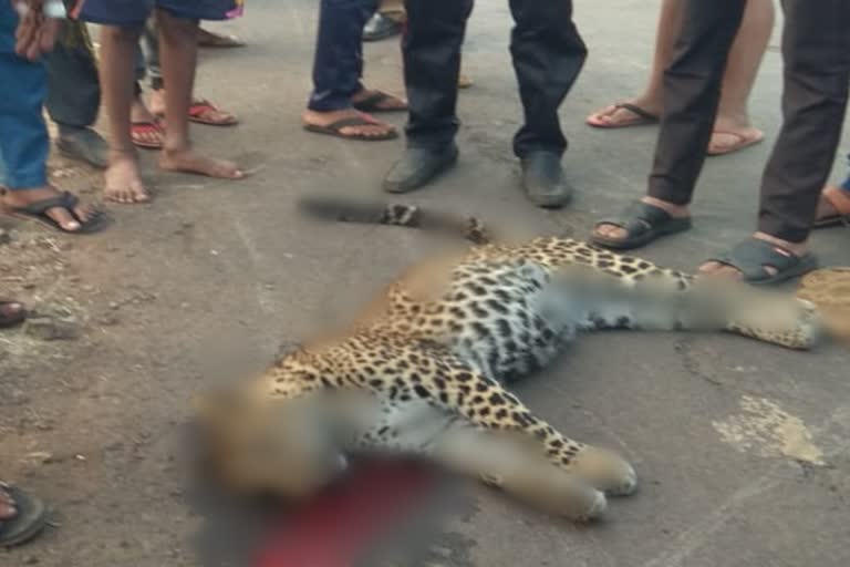 leopard was killed after being hit by a heavy vehicle in satara