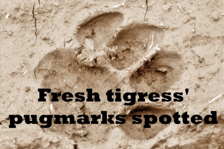 Tigress pugmarks Jharkhand-Bengal border pugmarks of tigress spotted Dainmara forest കടുവയുടെ കാൽപ്പാടുകൾ കണ്ടെത്തി കടുവയുടെ ആക്രമണം കടുവയെ കണ്ടെത്തി