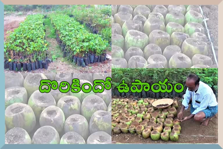 plant-breeding-in-coconuts-nachinapalli-in-warangal-rural-district