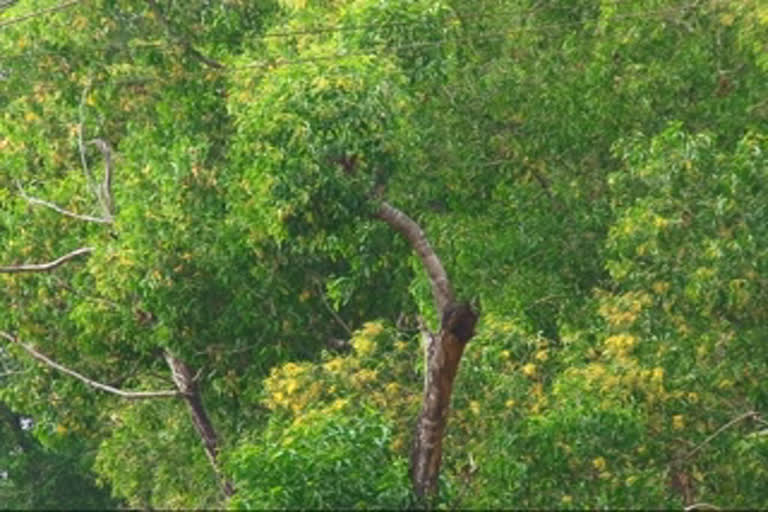 Kasargod district administration to cut out acatia trees  ജലശോഷണം  ജലശോഷണം; അക്കേഷ്യ മരങ്ങള്‍ മുറിച്ചു നീക്കാന്‍ തീരുമാനം