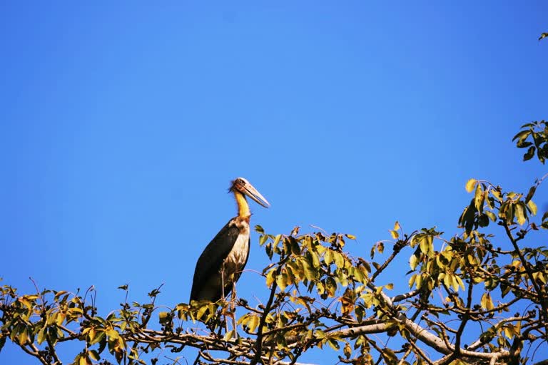 দ্বিতীয় জলচৰ পক্ষী গণনা