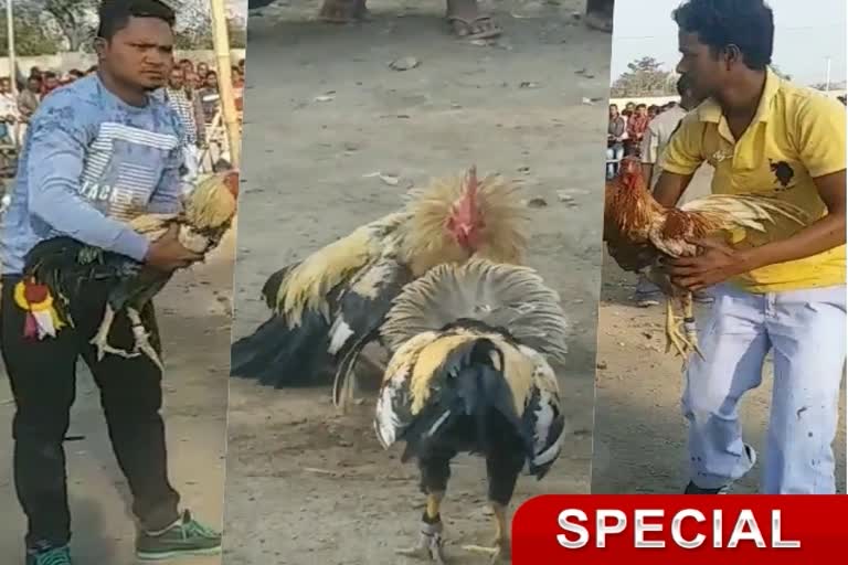 Cock fighting in jharkhand