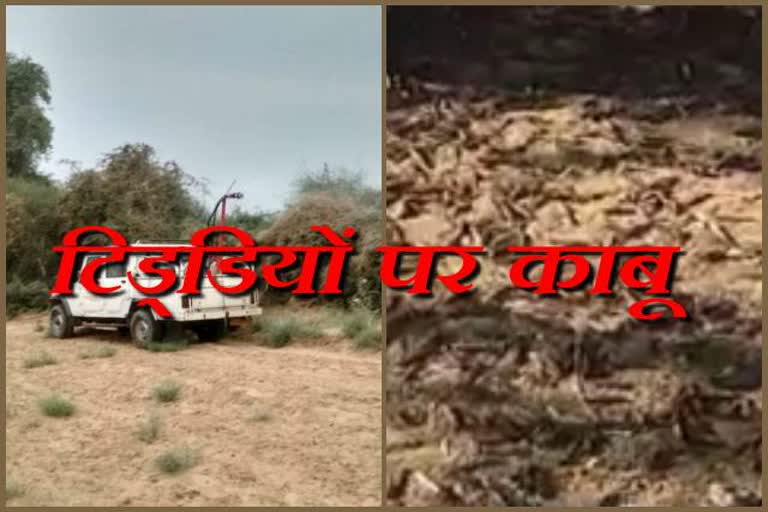 Bhopalgarh news, भोपालगढ़ न्यूज, jodhpur latest news, जोधपुर न्यूज,  रामड़ावास खुर्द, Ramdavas Khurd, टिड्डी दल हुए नष्ट, Locusts destroyed, किसान टिड्डी दल से परेशान, Farmers upset with locust