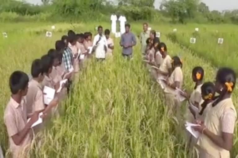 அரசுப் பள்ளி மாணவர்களுக்கு நெல் குறித்த விழிப்புணர்வு, paddy cultivation