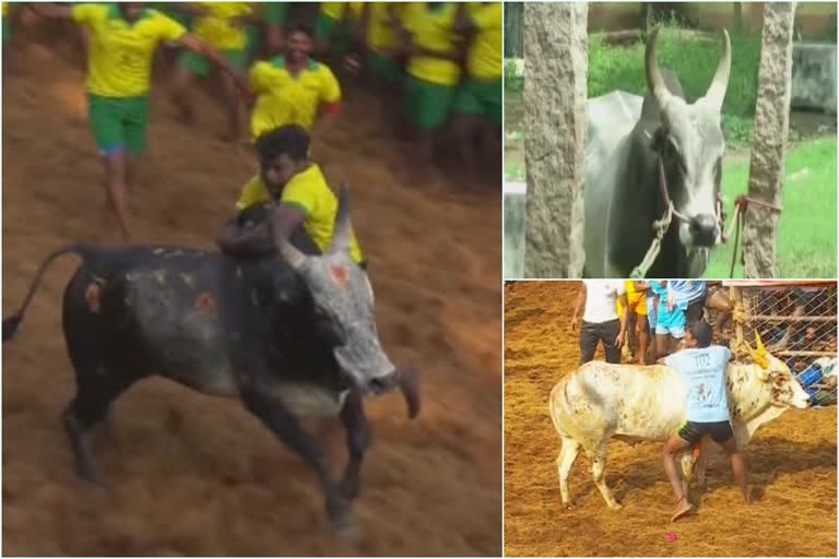 Tamil Nadu: Jallikattu competitions to be held from January 15 - January 31 in Madurai district. 730 bulls in Avaniyapuram, 700 bulls in Alanganallur and 650 bulls in Palamedu are participating in Jallikattu competitions this year. Visuals from Avaniyapuram. (13.01.2020)