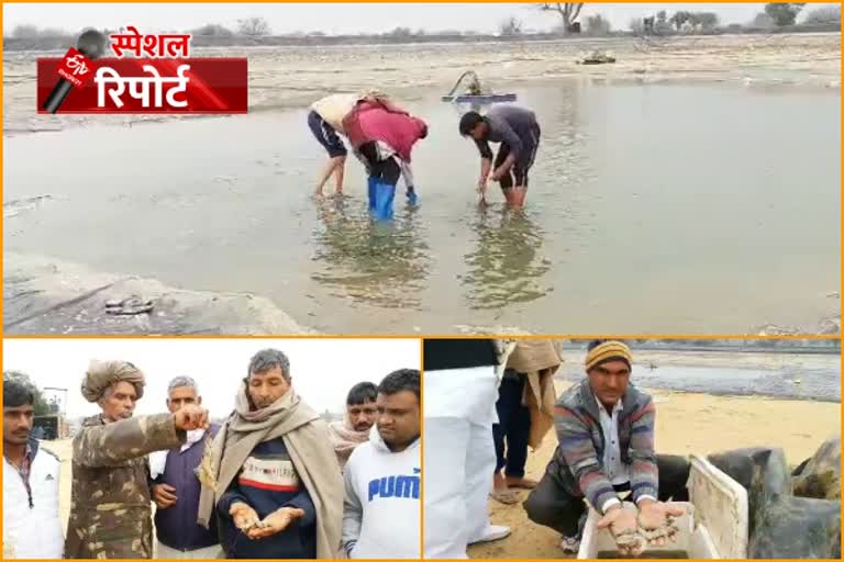 राजस्थान में झींगा मछली का उत्पादन, Shrimp production in Rajasthan