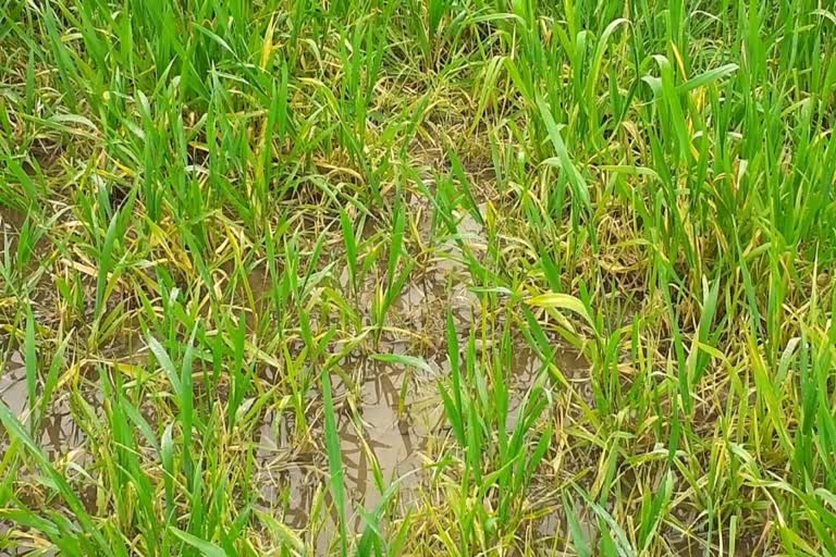 hail and  rain affected crop in radaur