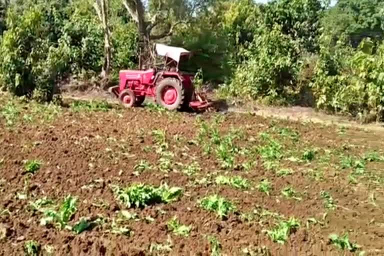 Police destroyed poppy crop in Chatra