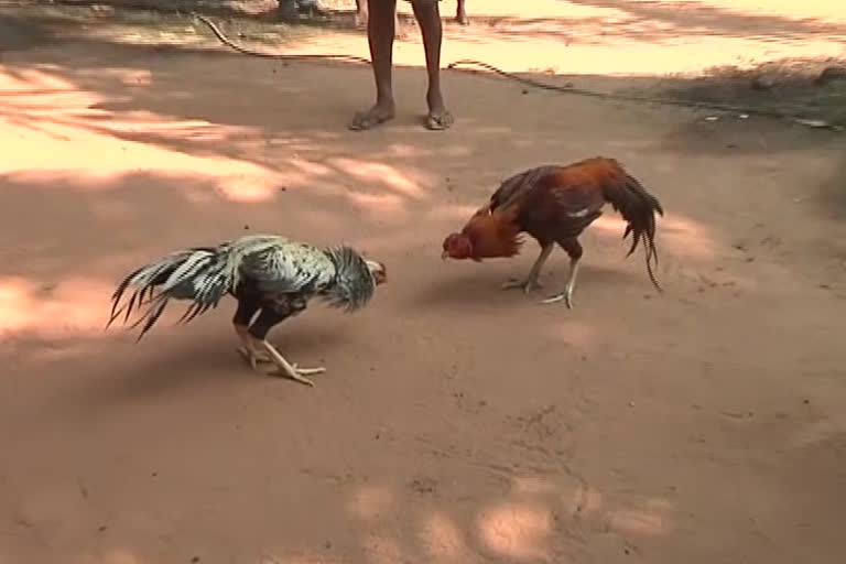 sankranthi kodi pandhelu