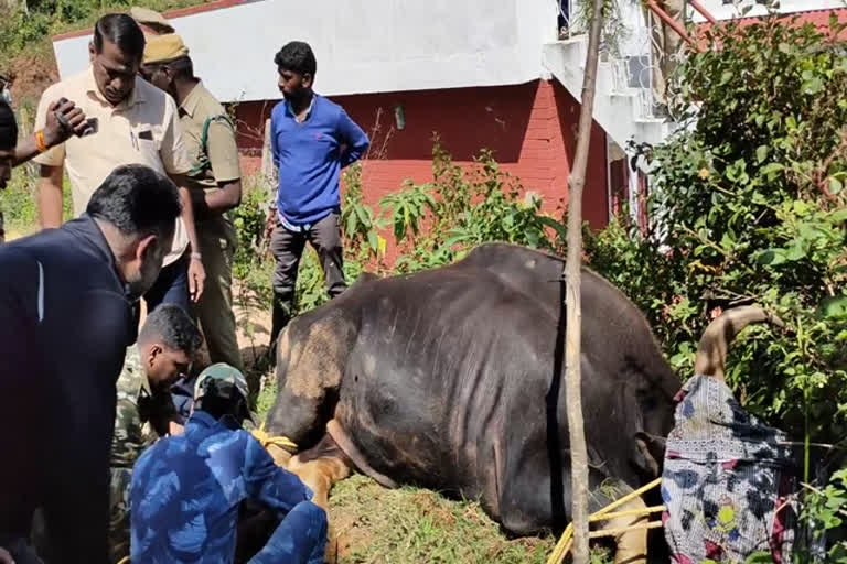 wild water buffalo rescue by forst officiers