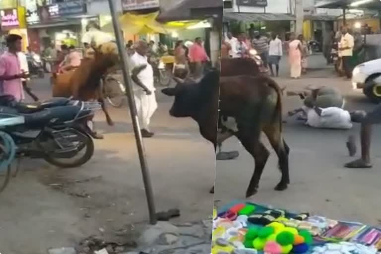 vellore cow hits man viral video