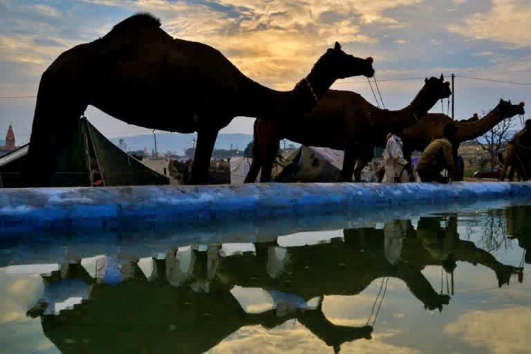 5,000 feral camels culled in drought-hit Australia