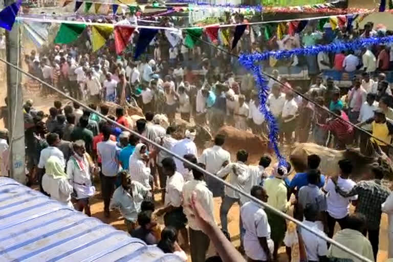 చంద్రగిరిలో జోరుగా పశువుల పండుగ