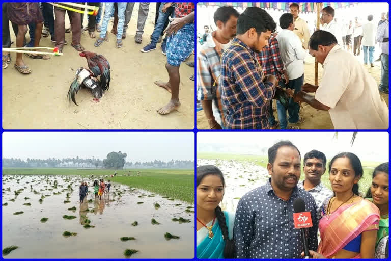 సంక్రాంతి సంబరాలు