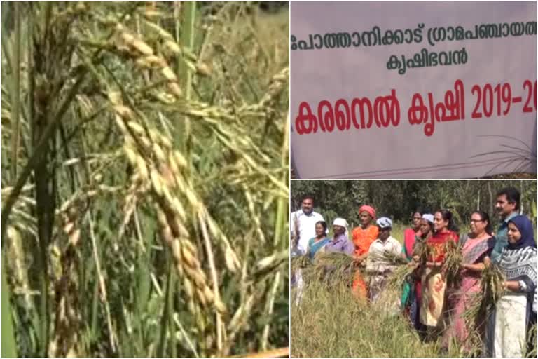 കരനെൽ കൃഷി കോതമംഗലം കരനെൽ കൃഷി പോത്താനിക്കാട് കൃഷിഭവന്‍ സരസമ്മ സുധാകരൻ experimental agriculture kothamangalam sarasamma