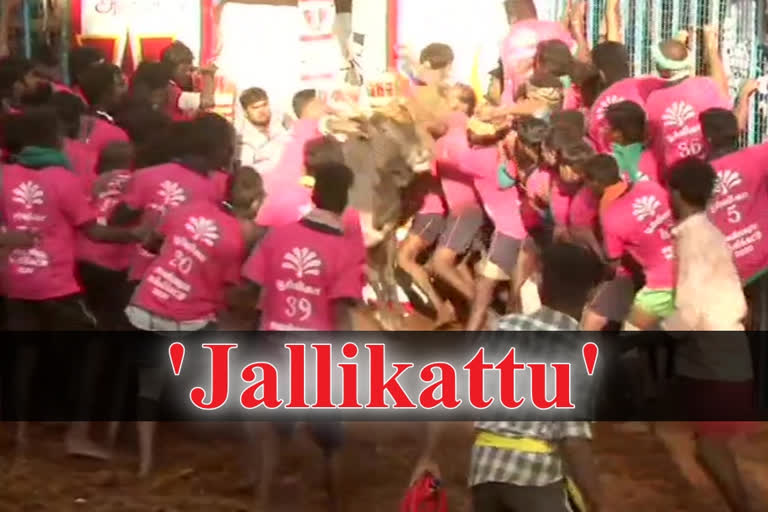 Jallikattu' kicks off amid fanfare in TN, 62 men injured