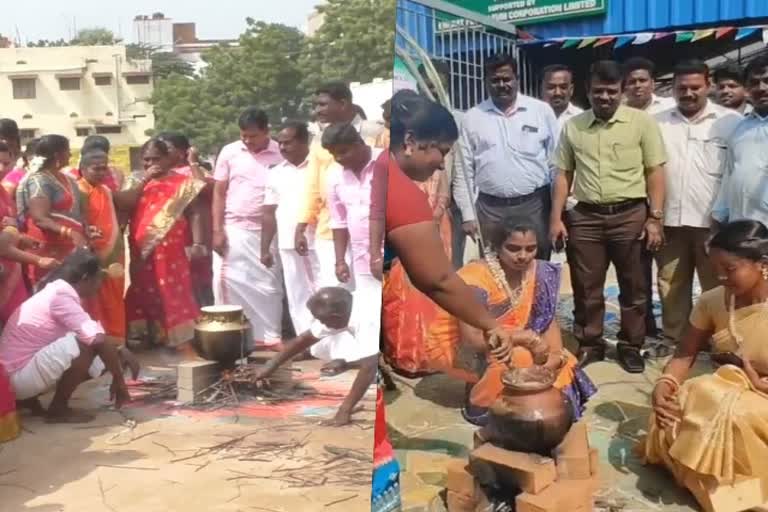 pongal celebration