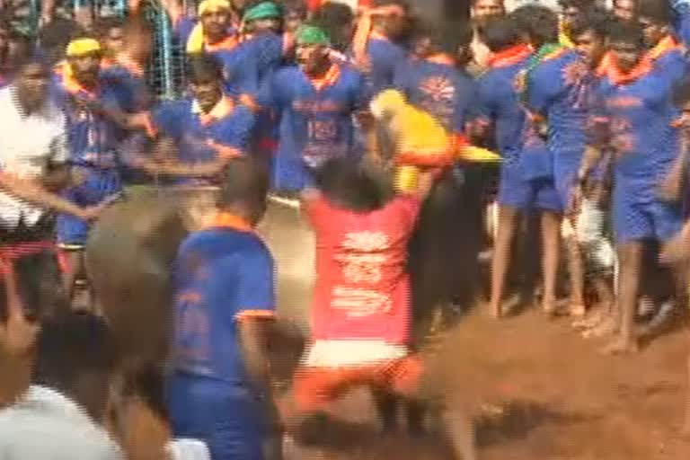 jallikkattu