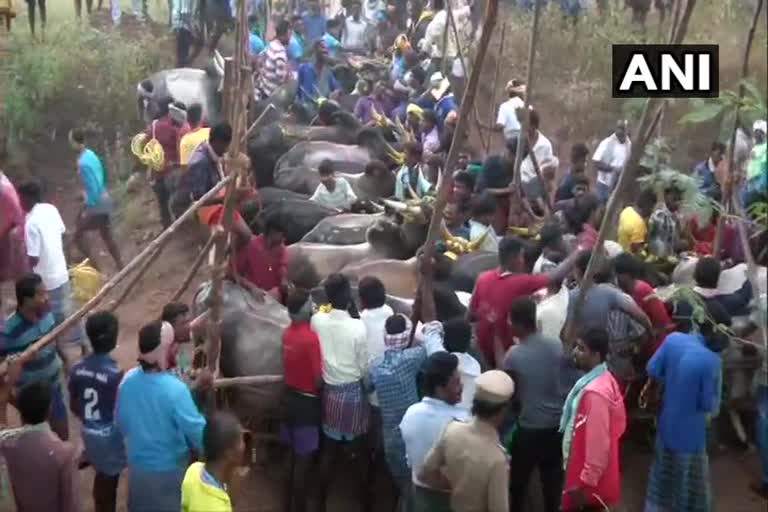 Jallikattu competition celebrated Palamudu