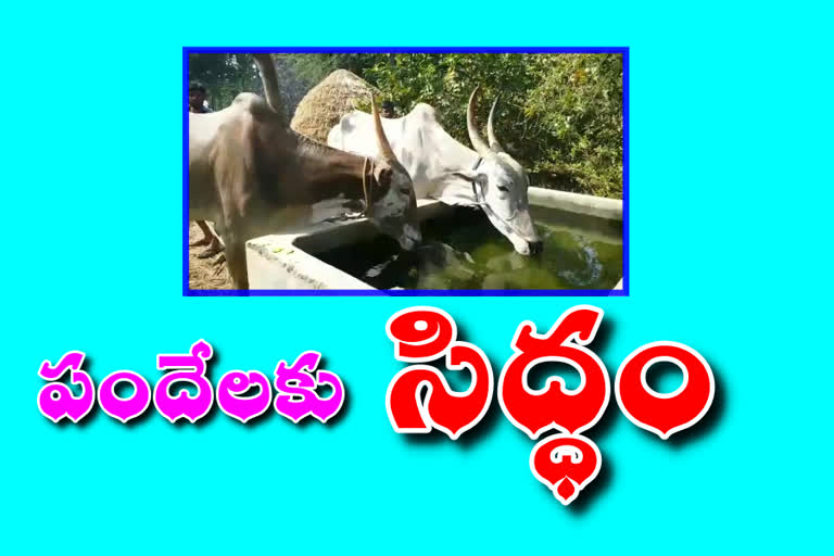 Bullock cart games in vishaka