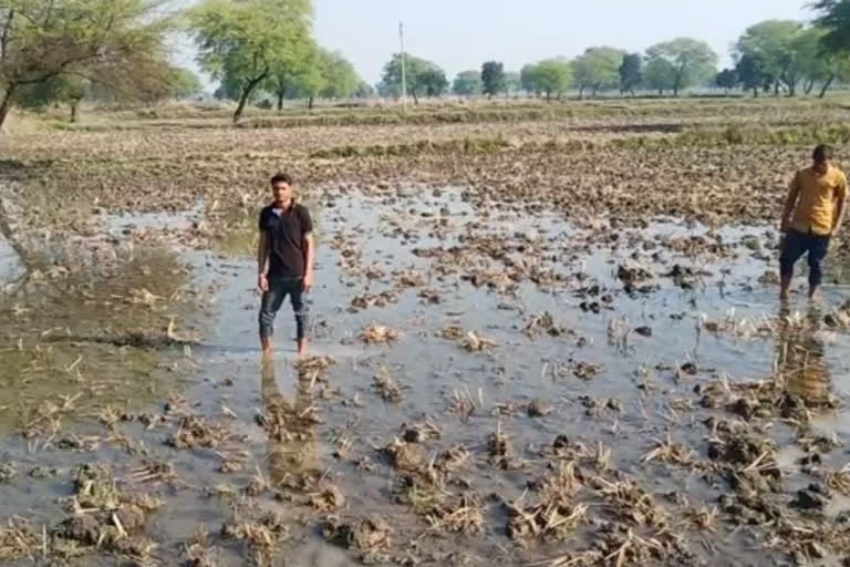 बेमौसम बारिश बनी आफत