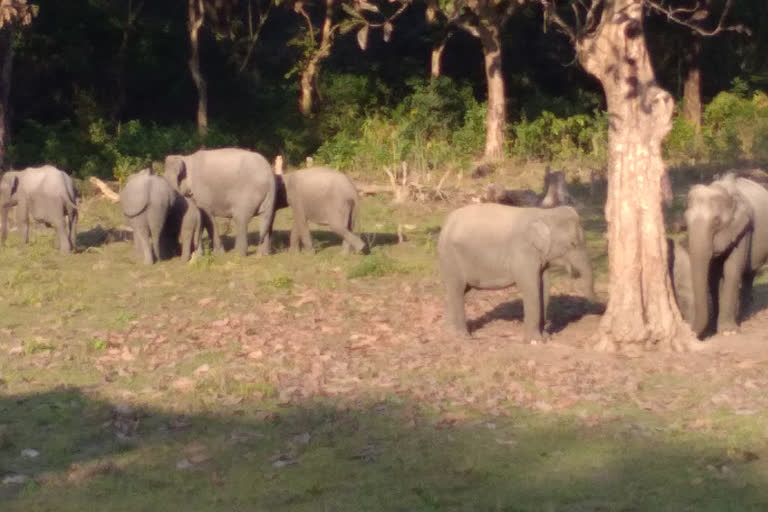 বনৰীয়া হাতীৰ তাণ্ডৱ