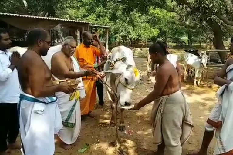 kanuma celebrations