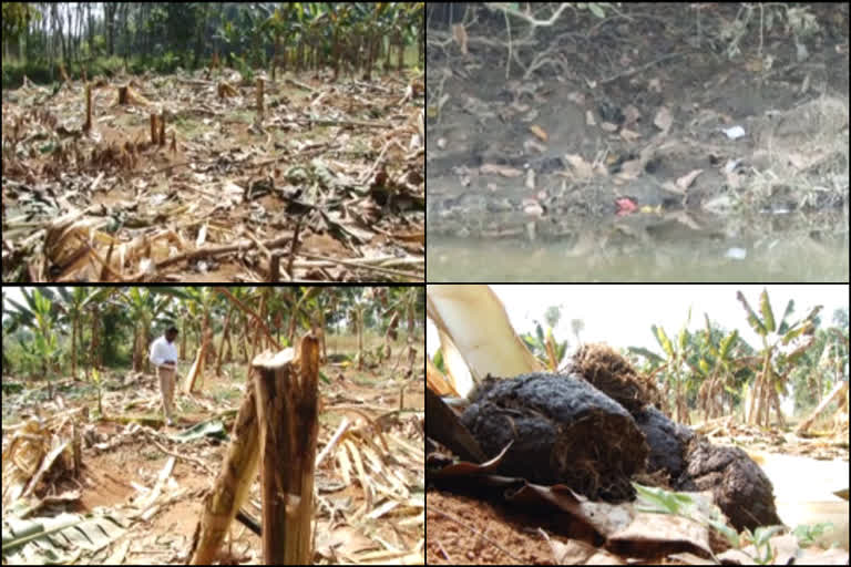 കോതമംഗലം - തട്ടേക്കാട് മേഖലയിൽ കാട്ടാന ശല്യം രൂക്ഷം  Wild elephant in Kothamangalam - Thattekkad area